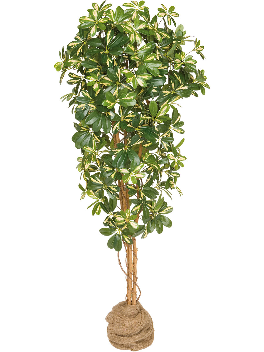Schefflera künstlich ca. 180 cm